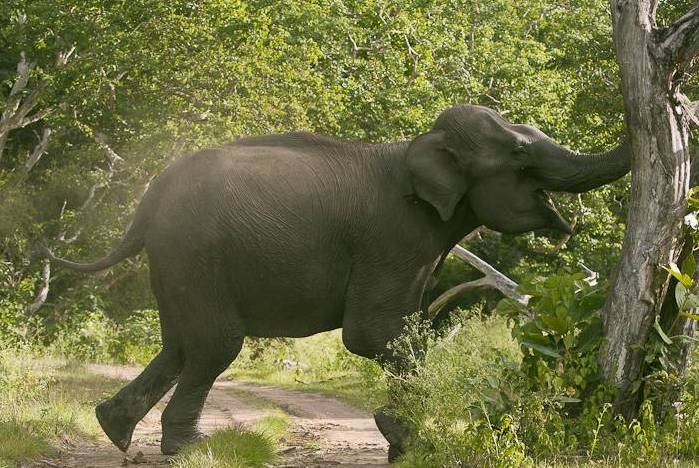 जंगली हात्तीको आक्रमणबाट विदेशी पर्यटकको मृत्यु