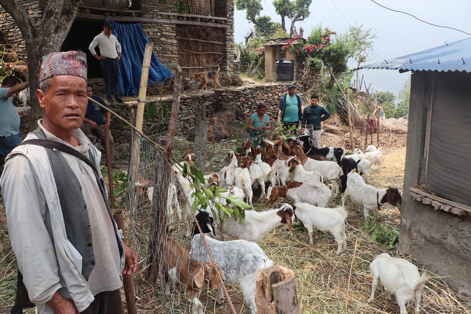 बाख्रापालनबाट स्वरोजगार, वार्षिक लाखौँ आम्दानी