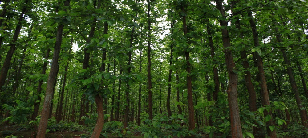 आज वनस्पति दिवस : हरित अर्थतन्त्रको विकासमा जोड